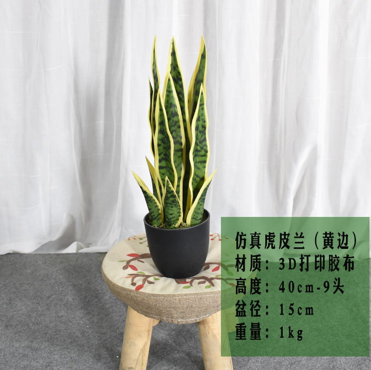 SF虎皮兰-FZLZ-001