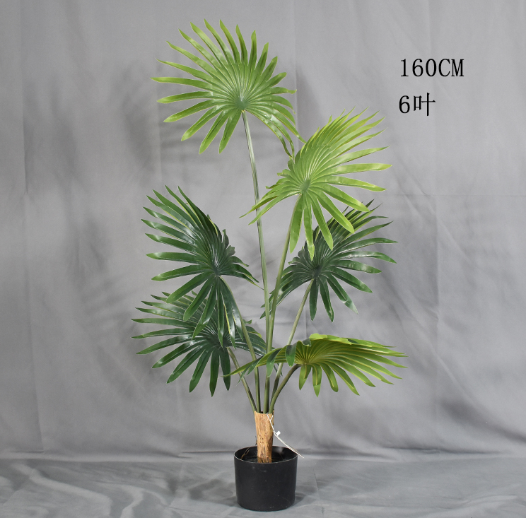 SF扇葵树-FZLZ-002